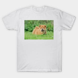 Chow chow  puppy T-Shirt